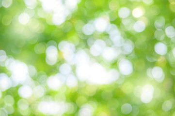 Green bokeh abstract background. Blurred green leaves of big tree with sunlight.