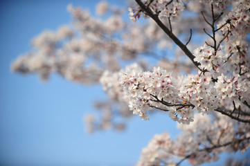 Spring Cherry blossom full bloom 