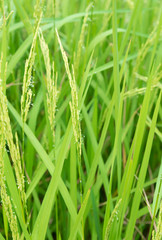 Fototapeta na wymiar Thai young paddy rice seed are flowering in field
