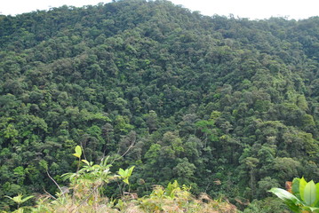 Flowers and landscapes 