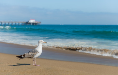 Seagull on beautiful beach at Newport beach Californai, USA