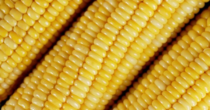 Fresh yellow corn rotates slowly.