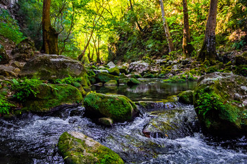 Río corre entre piedras en paisaje verde selvático