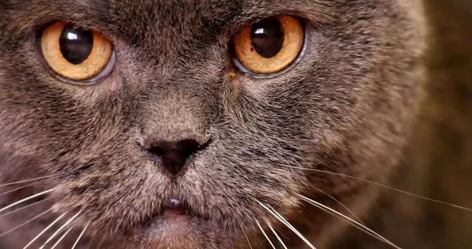 Charteux en gros plan