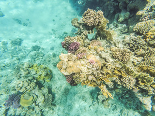 Fototapeta na wymiar Many colorful tropical fish anthias feed on a coral reef in the Red sea, Egypt. Underwater shooting. 