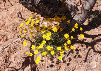 Close up of Flowers blooming in the desert of Southern Utah.