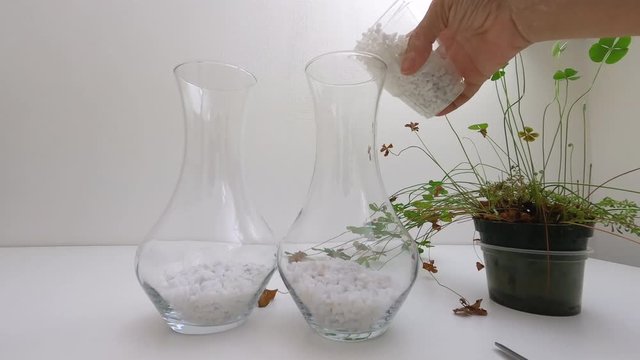 Gopro, POV at home. Productive quarantine. Making a Terrarium. Hands of elderly woman with vitiligo and scars planting seedlings of four-leaf clover, called lucky clover.