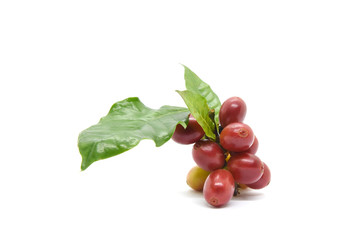 Coffee berries and leaves green on branch on white background.