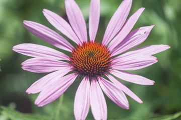 Obraz premium Blossoms of coneflowers (echinacea) in pink, yellow and orange