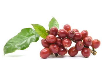 Coffee berries and leaves green on branch on white background.