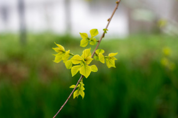 yellow leaves in the garden