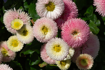 Top view at bellis perennis in pink and white in full bloom © jokuephotography