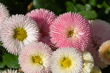 Top view at bellis perennis in pink and white in full bloom © jokuephotography