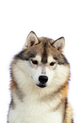 Siberian Husky dog  grey and white colours portrait with white background.