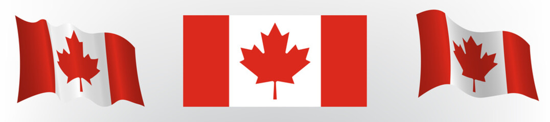 Flag of Canada in a static position and in motion, developing in the wind, on a white background