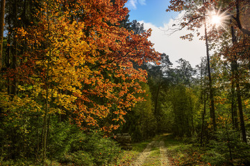  jesień w lasach Warmii w północno-wschodniej Polsce