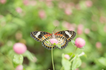 butterfly on flower