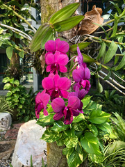 photo colored tropical flower in Thailand