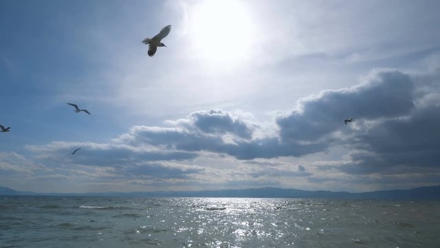 Seagull fly over lake Ohrid against spring sun