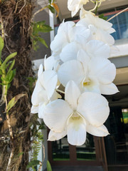 photo colored tropical flower in Thailand