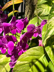 photo colored tropical flower in Thailand