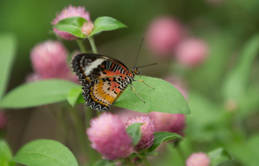 butterfly on flower