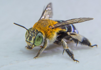 The blue banded bee is catching on the white board