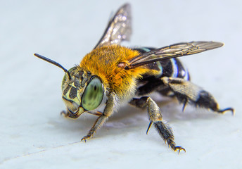 The blue banded bee is catching on the white board