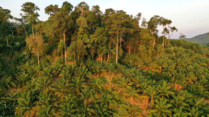 Rainforest trees on edge of palm oil plantation