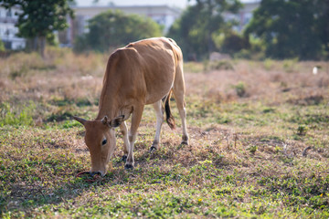 Asia cow grazing on grassy green field with trees on a bright sunny day in Phuket, Thailand. Summer countryside landscape and pasture for cows