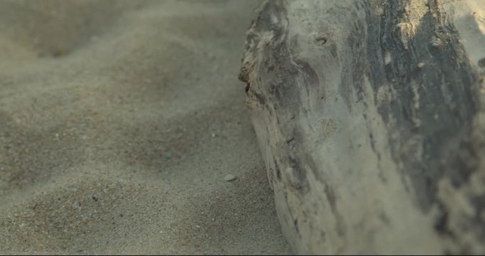 bois flott&eacute;, plage calme