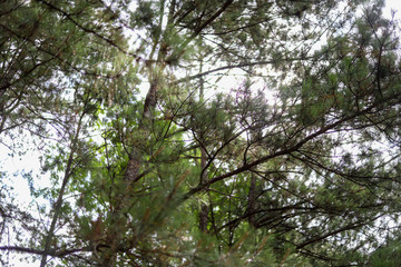 Sunlight streaming in through tree branches