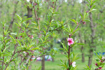 pink flowers in a garden