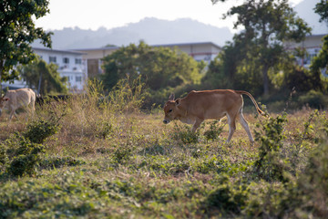 Asian cow walking across the field