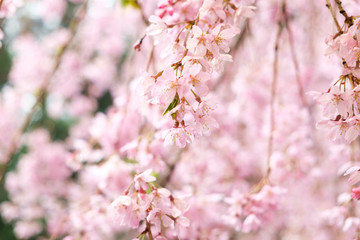 雨に濡れた枝垂れ桜