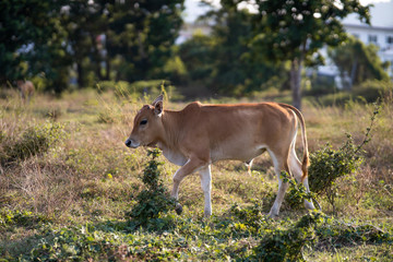 Asian cow walking across the field