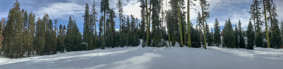 Winter treeline