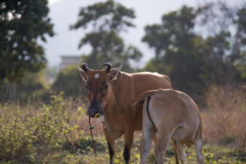 Close up mother cow with drinking calf in asian pasture