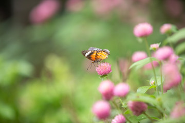 butterfly on flower