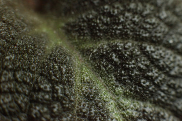 close up of a close up of a human skin