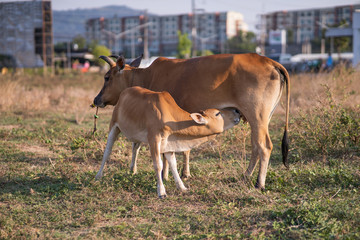 Close up mother cow with drinking calf in asian pasture 