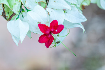 Complex Red and White Tropical Flower 