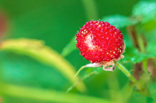 Roseleaf Raspberry Rubus rosifolius Fruit