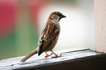 Little sparrow bird, sit on balcony wooden fance. Wild life outside.
