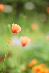 ナガミヒナゲシ1