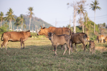 Naklejka na ściany i meble cows grazing on grassy green field with palm on a bright sunny day in Thailand. Summer countryside landscape and pasture for cows
