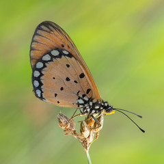 butterfly on a dry flower