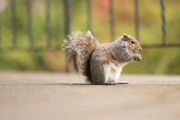 Portrait of a cute squirrel with a nut in the mouth. Wildlife photography in the park. Feeding the small mammals. Funny and fluffy gray and red squirrels with big tails. Green background