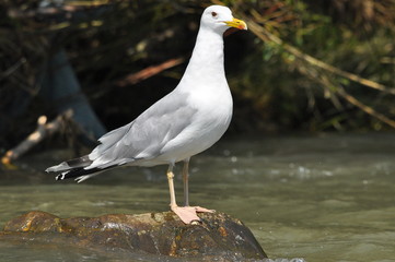 Caspian gull with white plumage standing and resting on a stone on the river