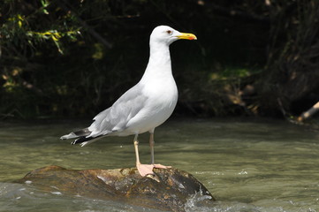 Caspian gull with white plumage standing and resting on a stone on the river